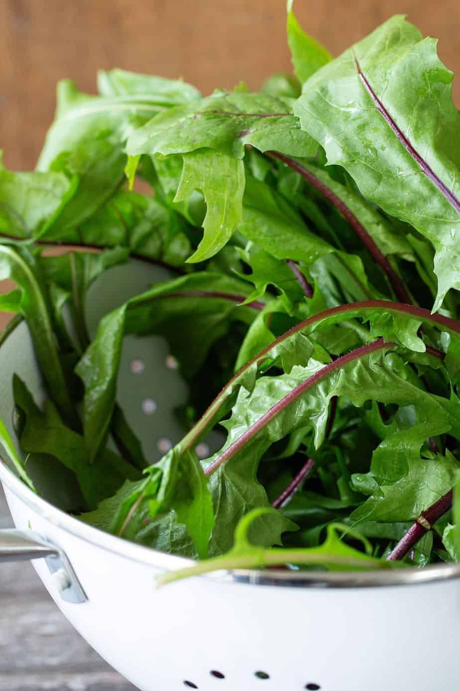 colander filled with freshly rinsed dandelion greens