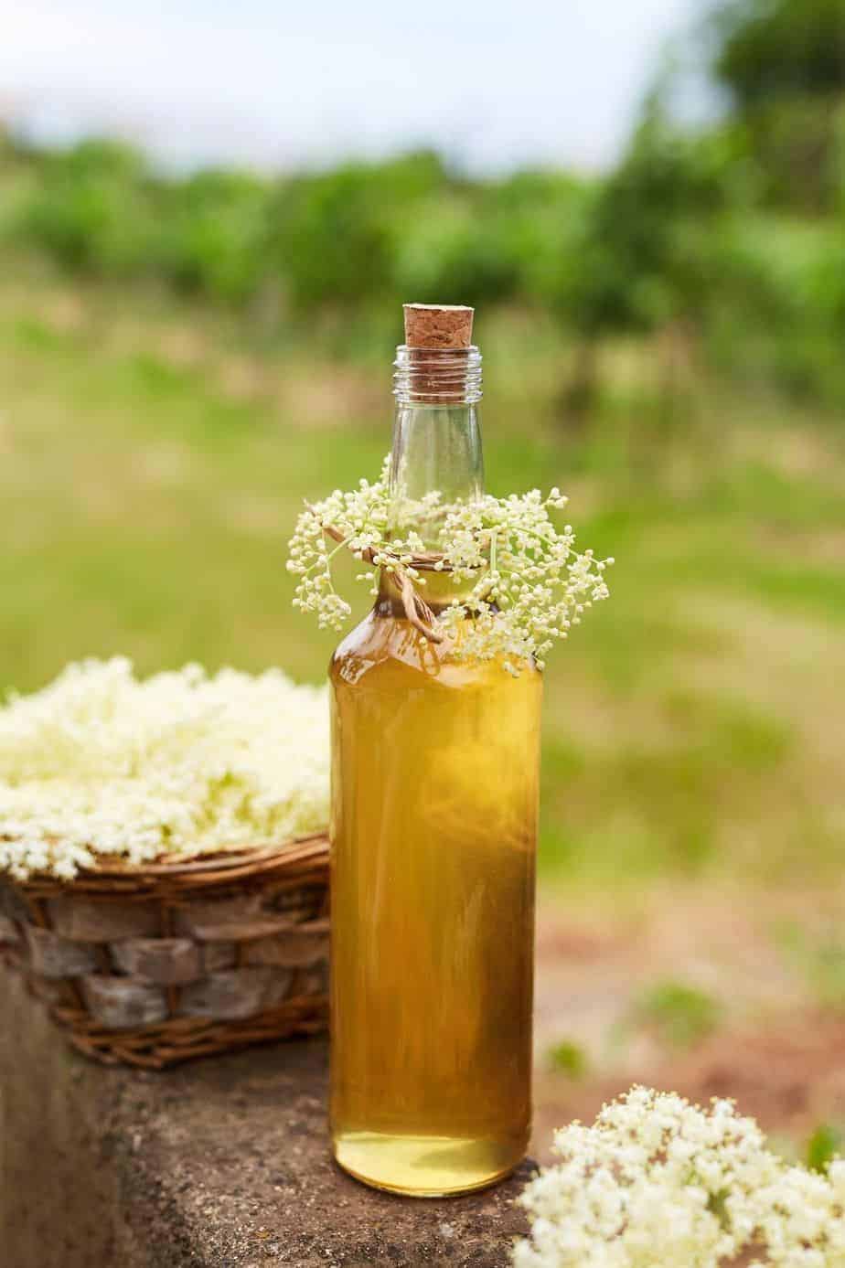 close up bottle of golden colored elderflower syrup next to a wicker basked filled to the brim with fresh white elderflowers 