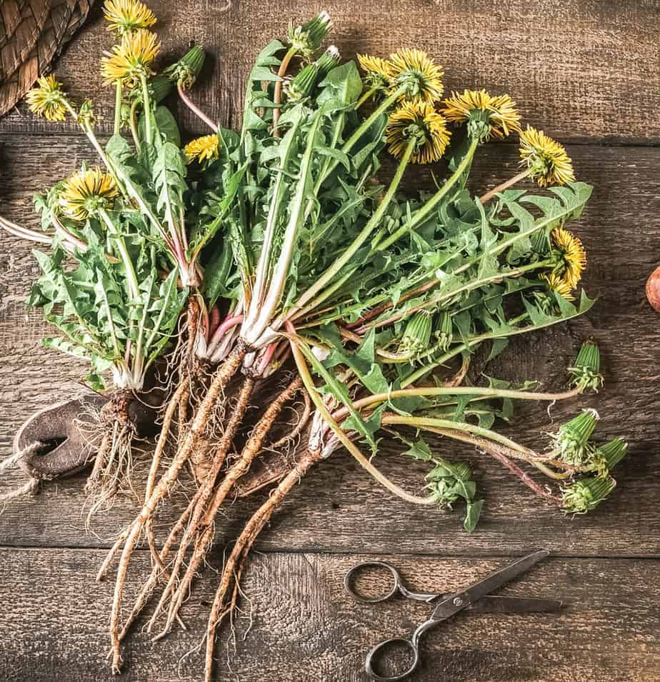 dandelions freshly harvested with roots on a brown rustic surface and small pair of scissors