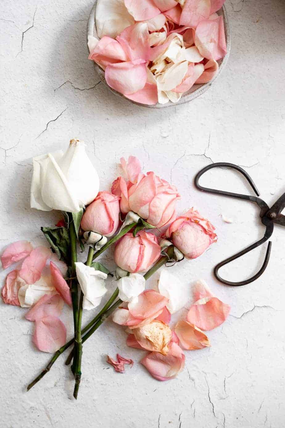 fresh rose petals being picked and placed in a bowl for making rose water