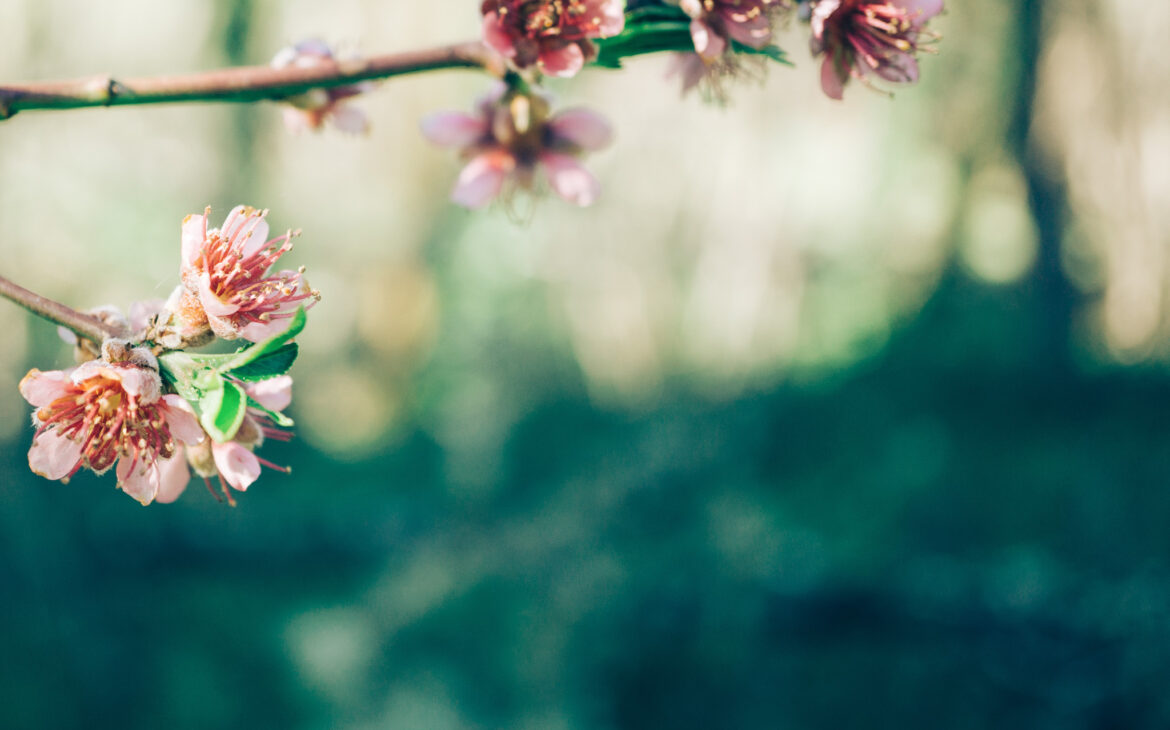 Where To Buy Or Forage Edible Flowers Frolic & Fare