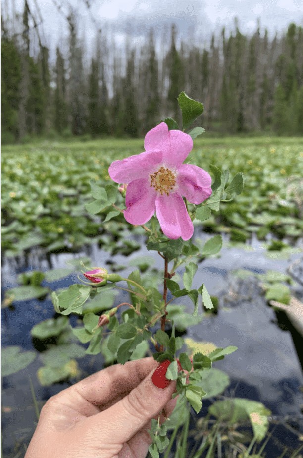 woman's hand with bright red nails holding a wild rose in front of a pond with Lilly pads