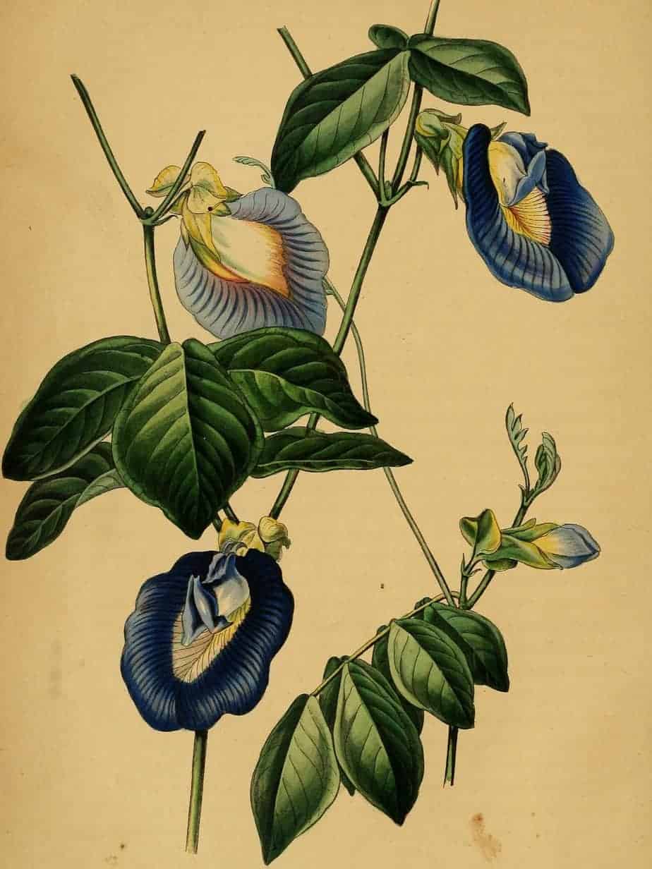 vintage botaical print of butterfly pea flower