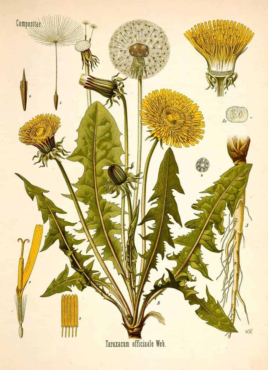 vintage dandelion print with all parts of dandelion scaled