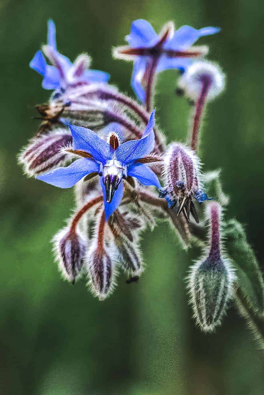 borage