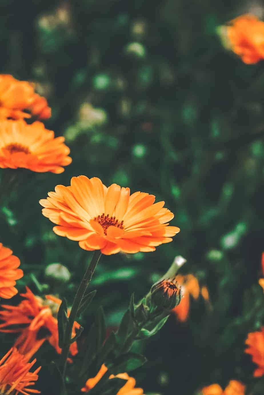 close up bright orange calendula