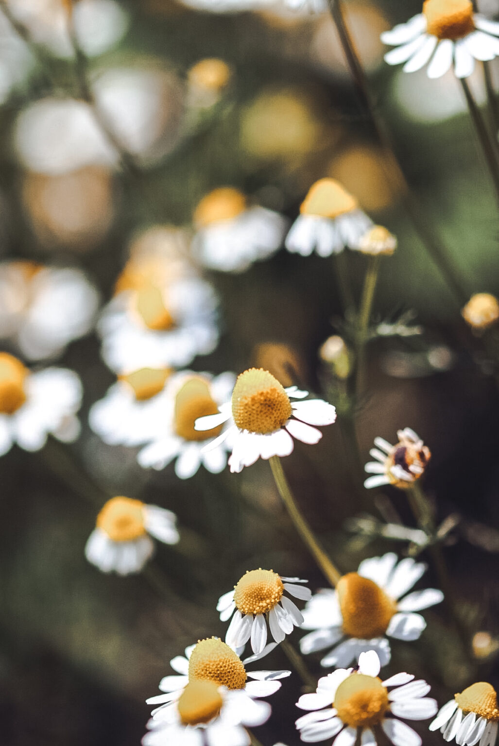 Edible Flowers List With Pictures And Their Meaning -free Printable ...