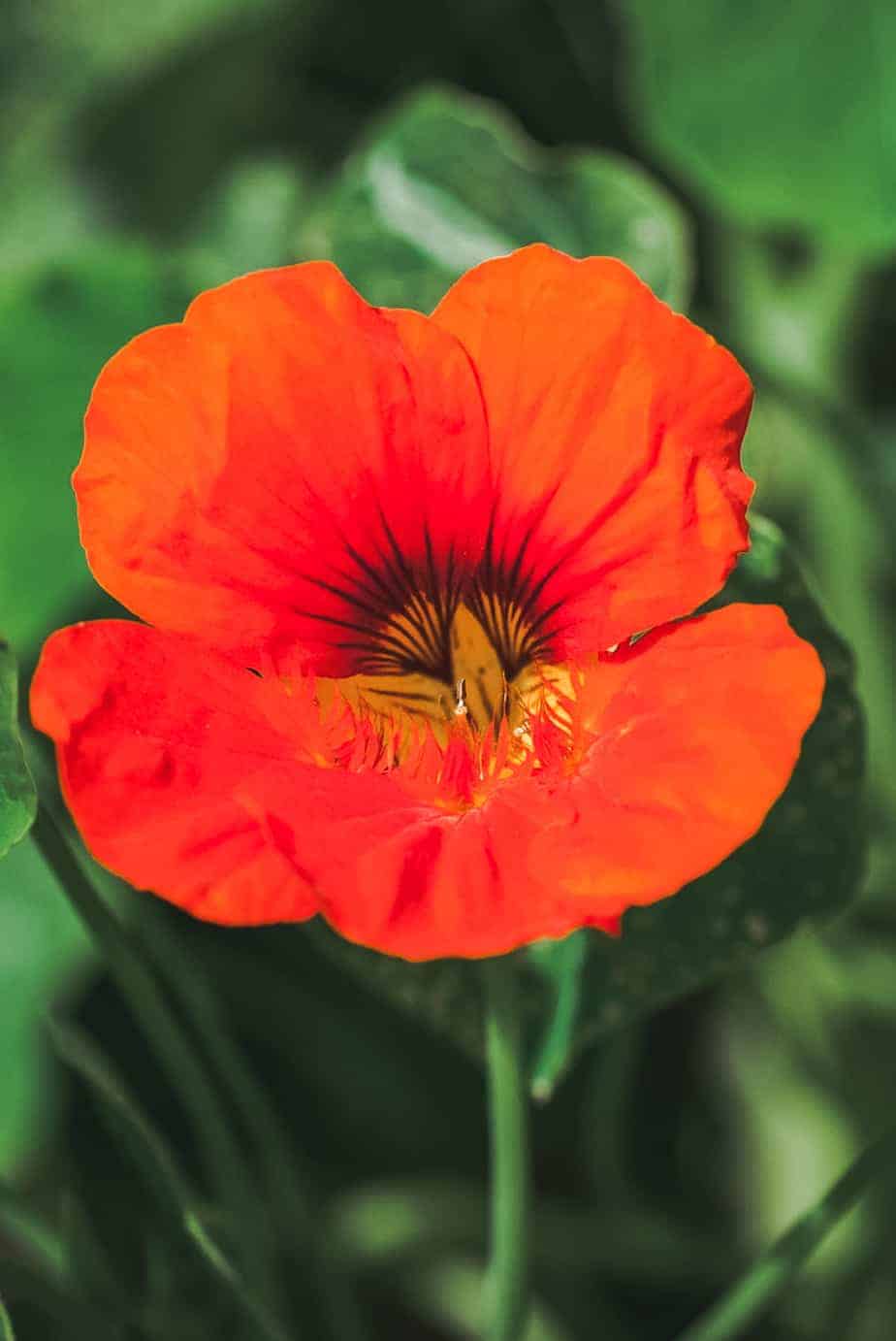 close up nasturtium flower orange