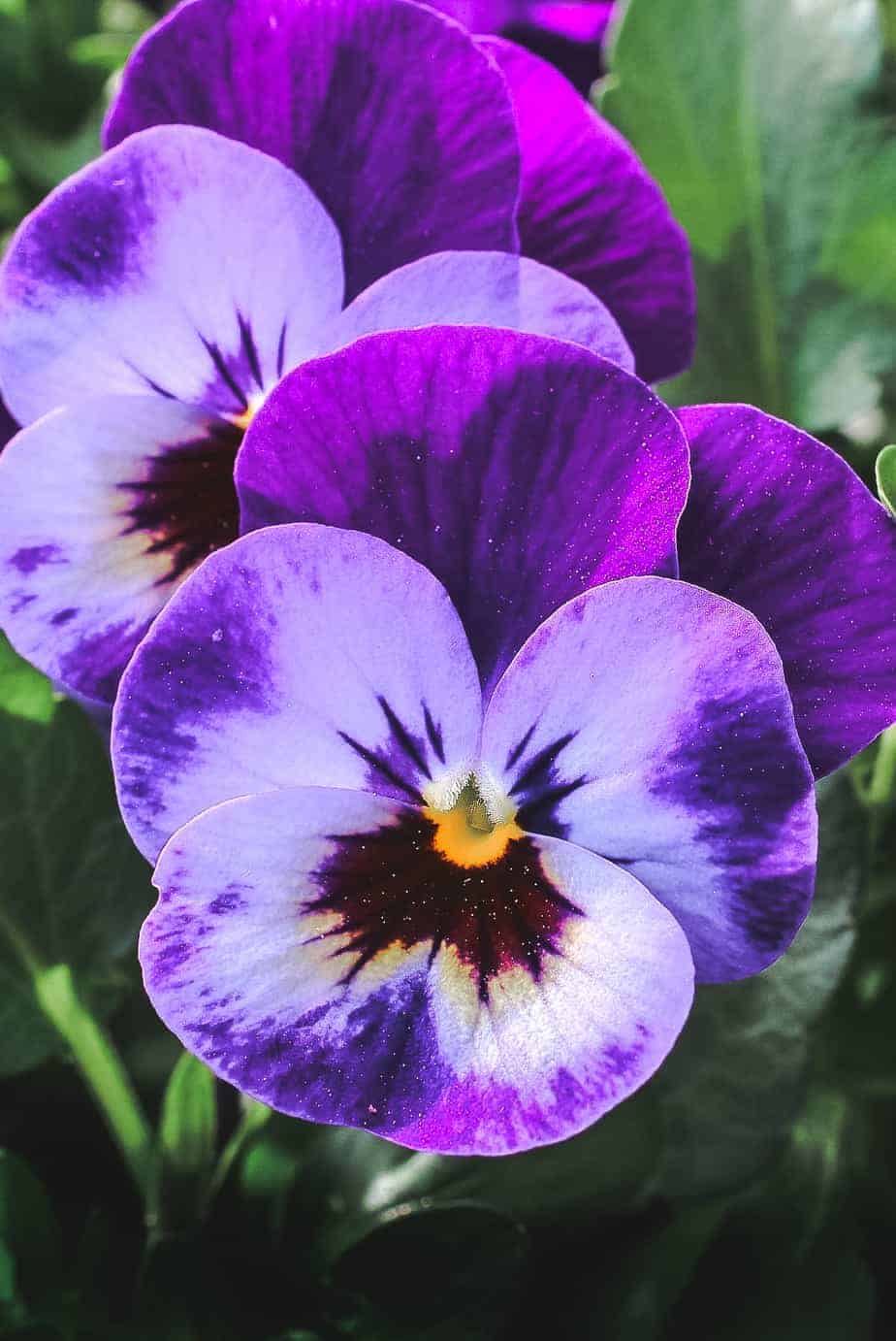 pansy flower purple close up
