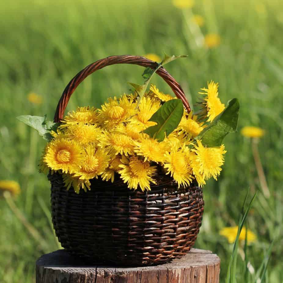 wicker basket filled with dandelion flowers in a grassy field