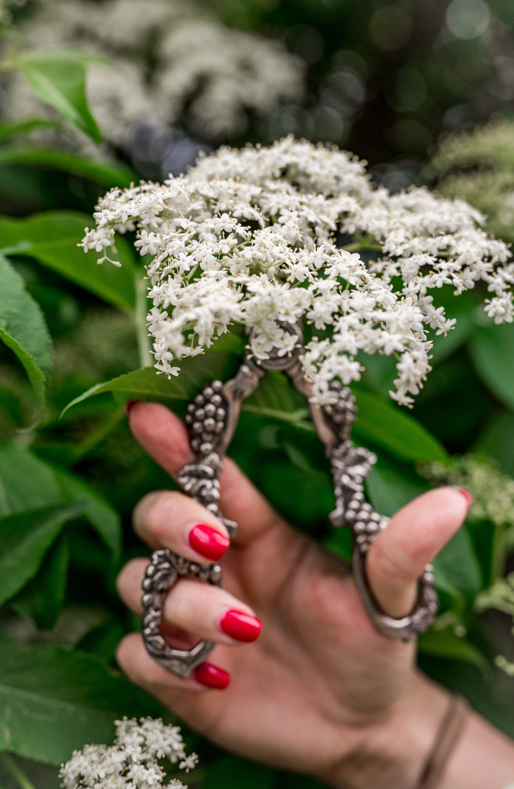 woman's hand withh red nails cutting elderflower with vintage scissors