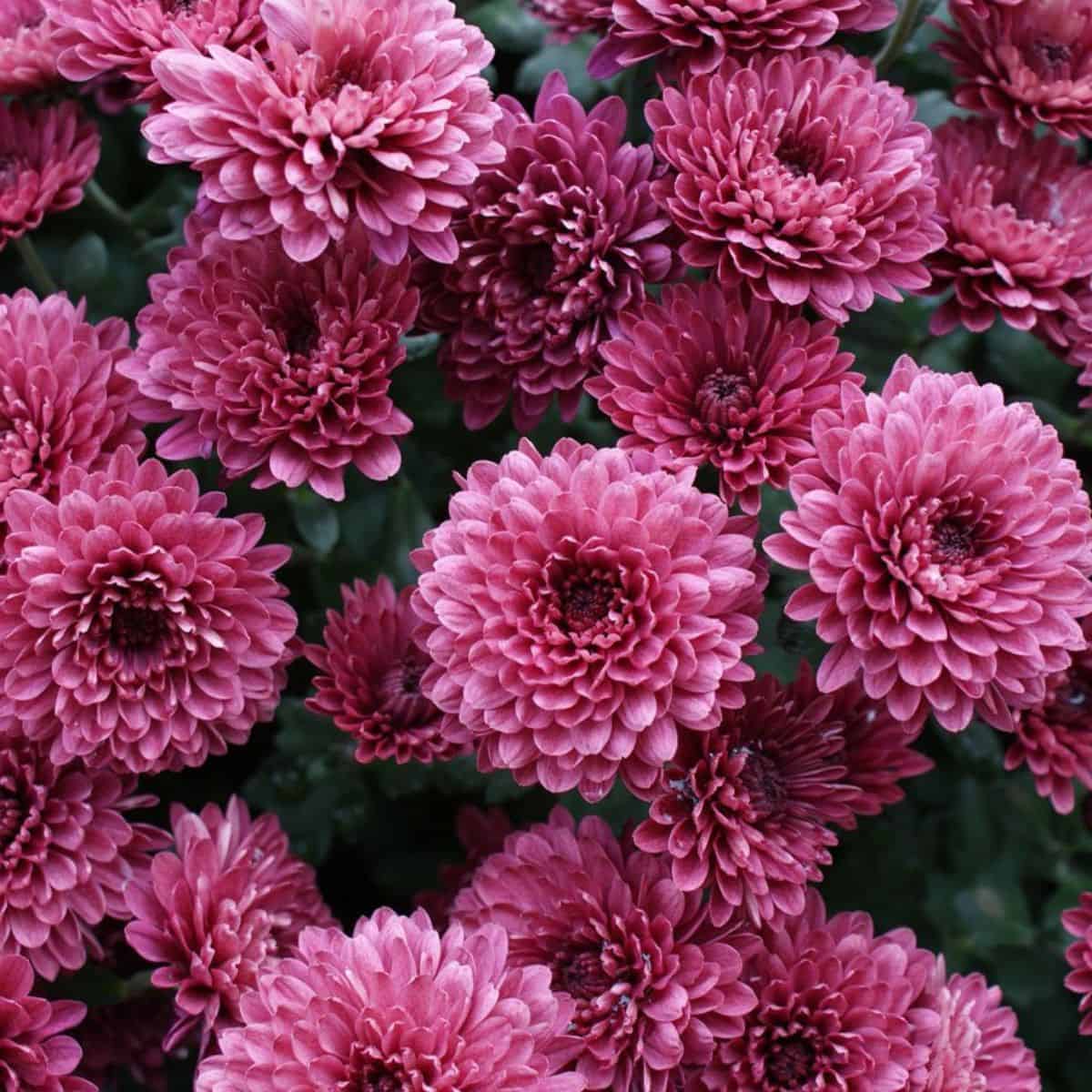 Chrysanthemum 1