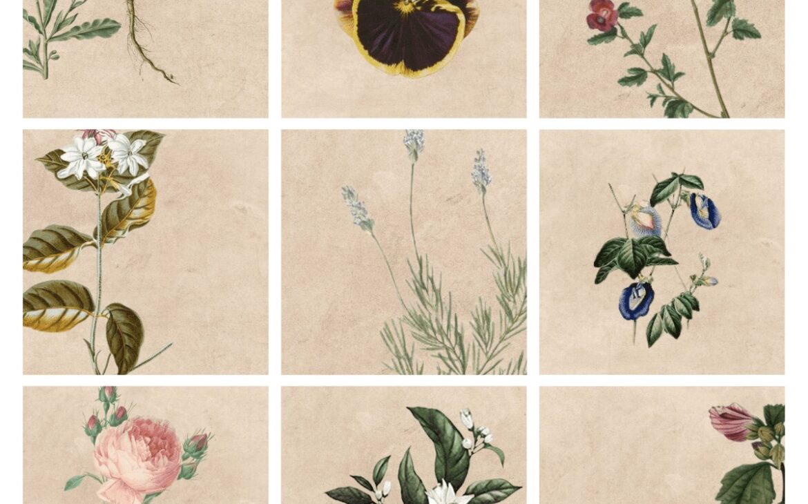 Most Popular Edible Flowers With Picture Chart (free download)