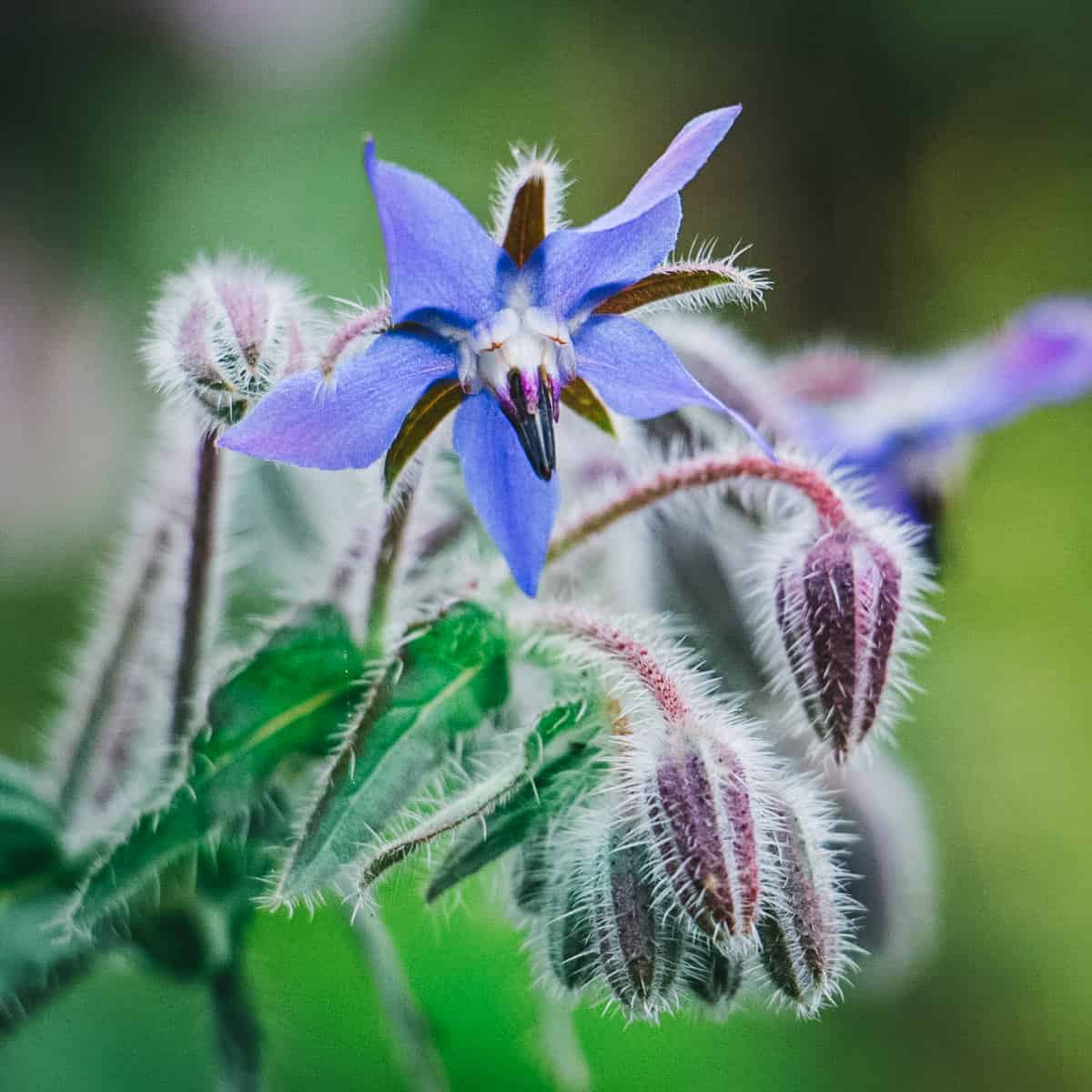 close up image of borage, bright blue star shaped flower