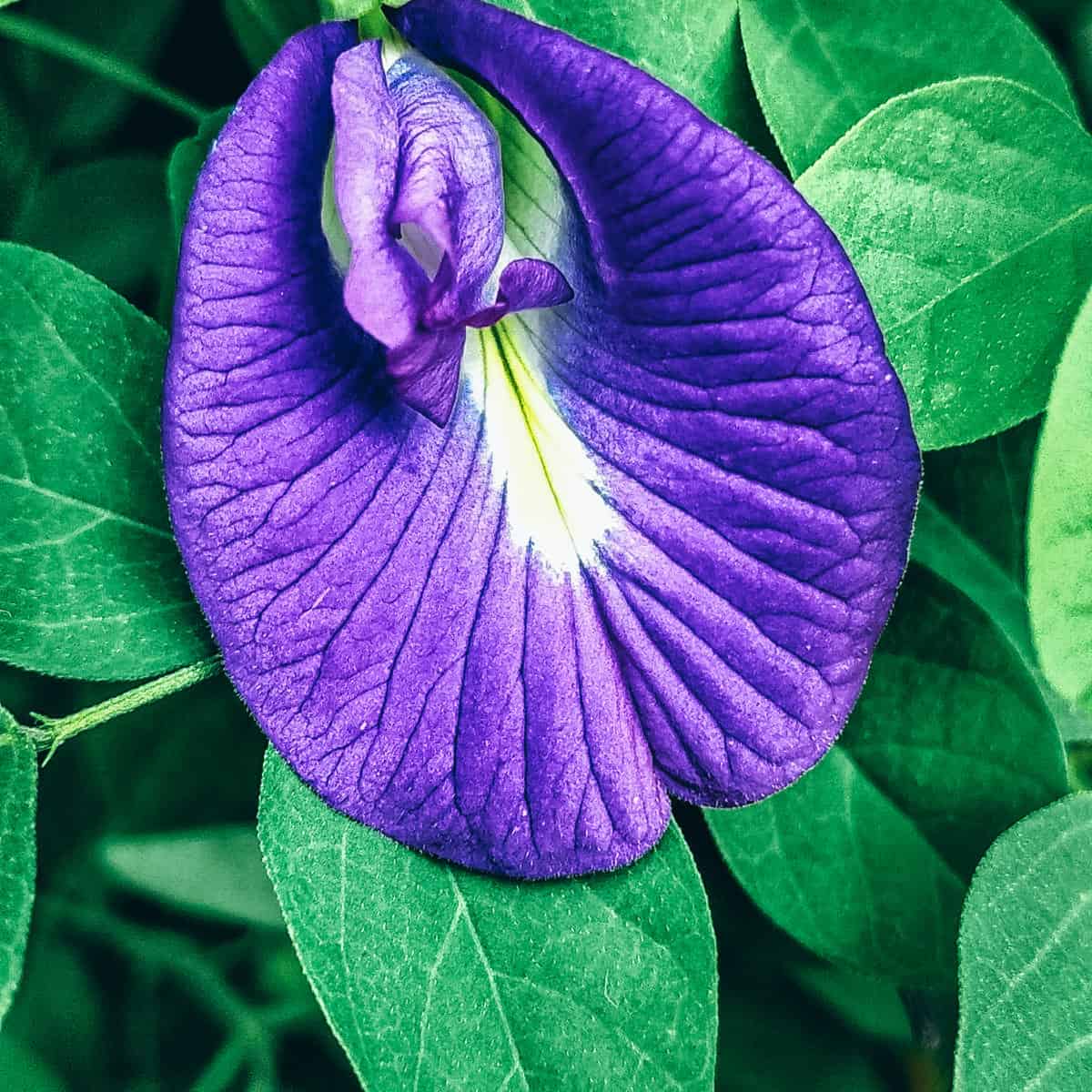 butterfly pea 1