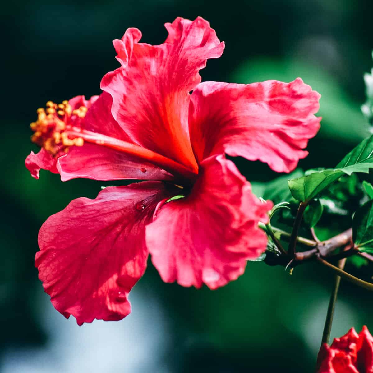 hibiscus