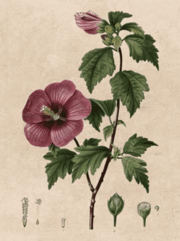 vintage hibiscus print