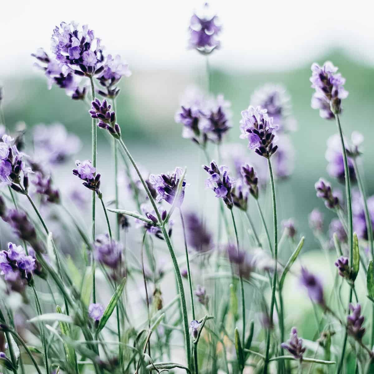 lavender flower