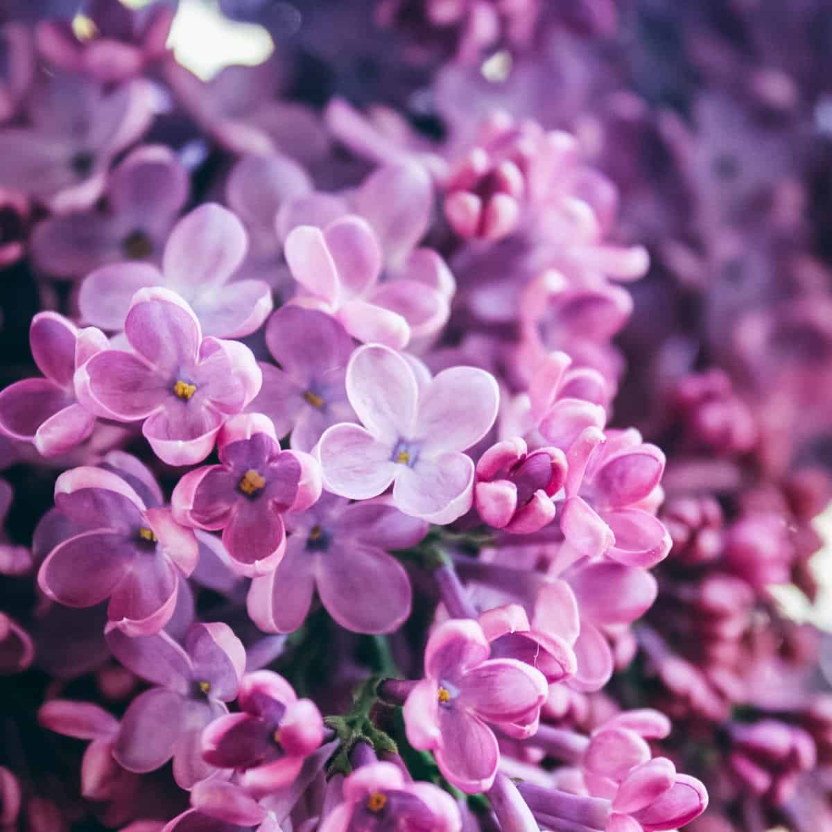 lilac