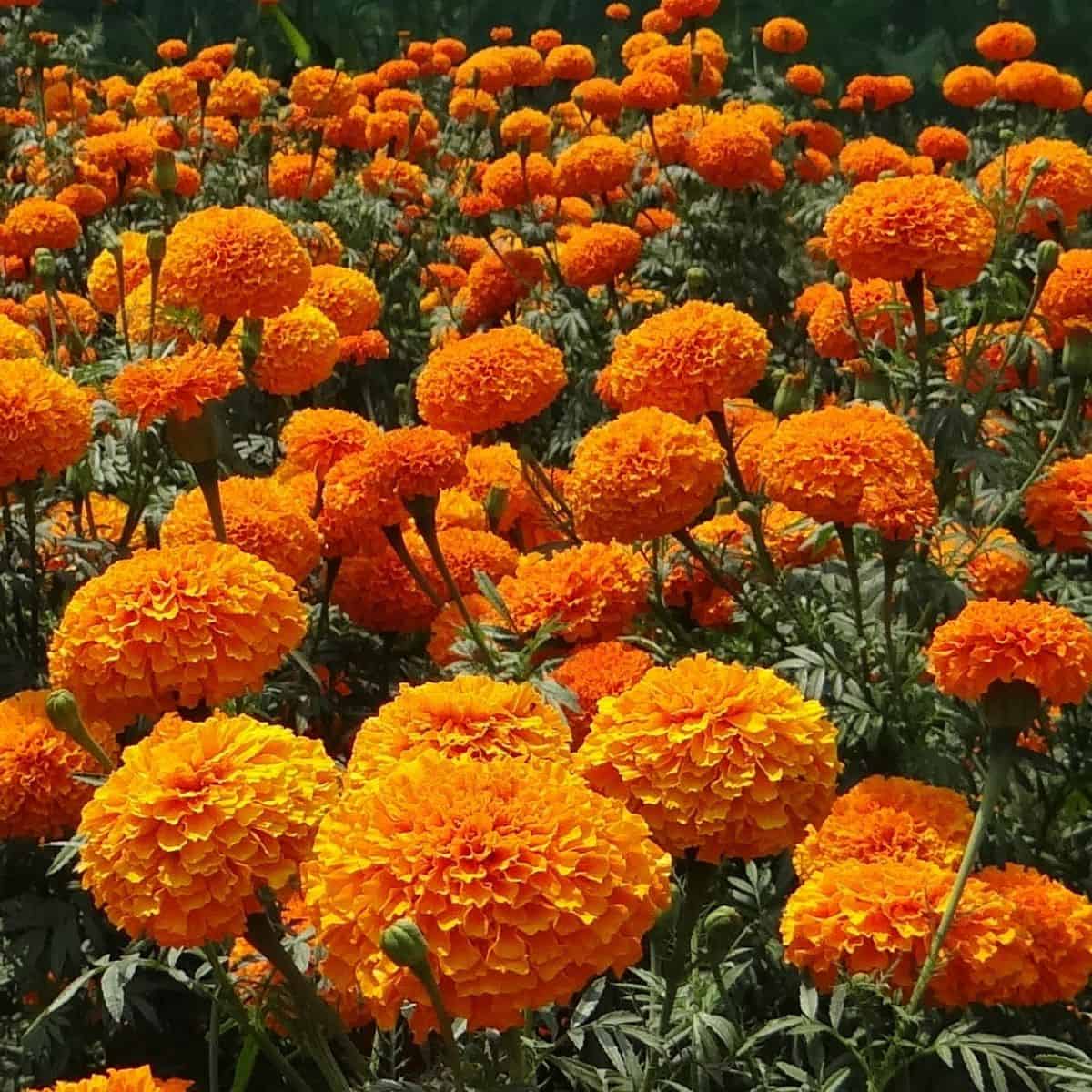 marigold 1