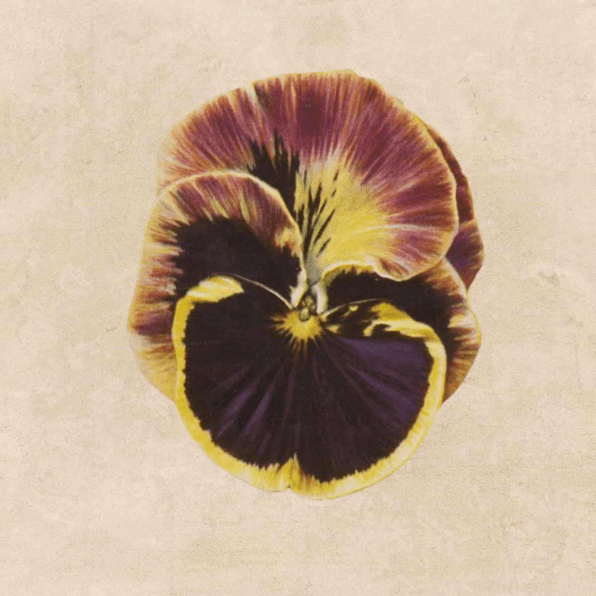 vintage pansy