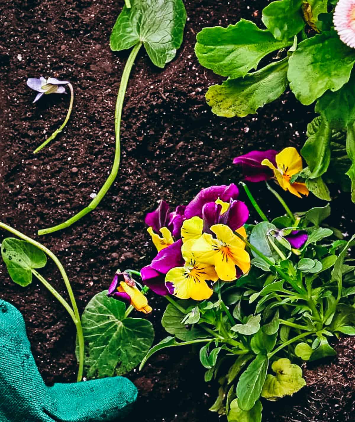 rich soil with a freshly picked bundle vibrant purple and yellow pansy flowers with green stems next to a pair of dirty blue garden gloves