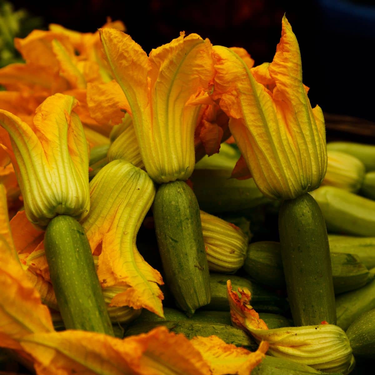 squash blossom