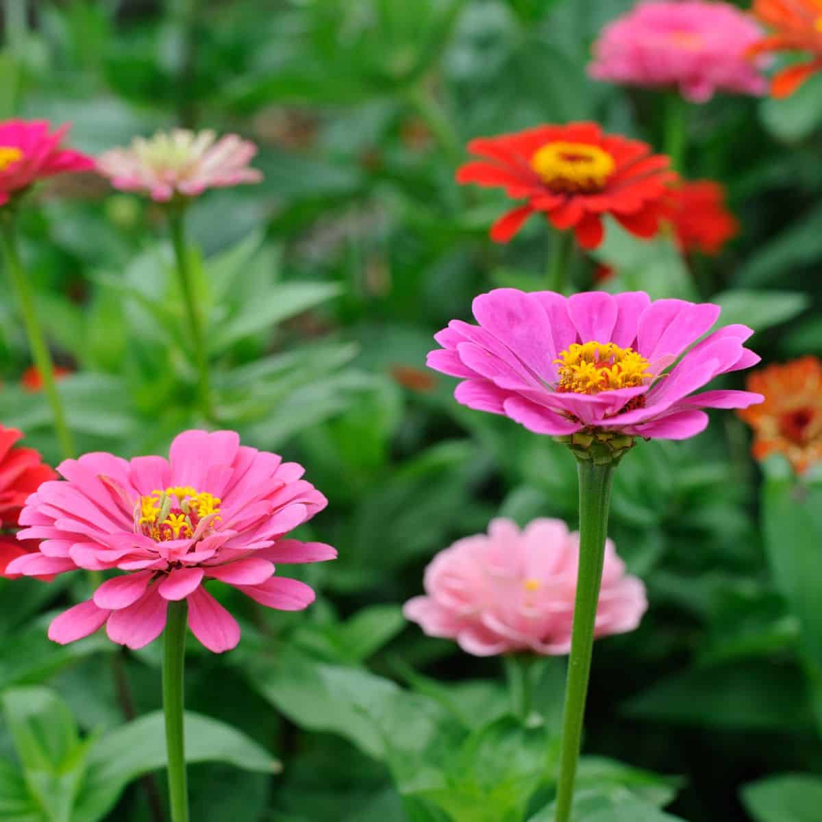 zinnia 1