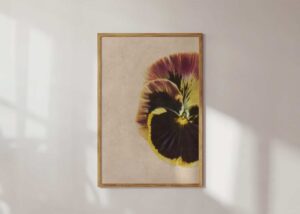 pressed pansy print in frame in sunny room