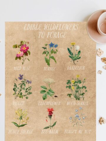 edible wildflowers to forage