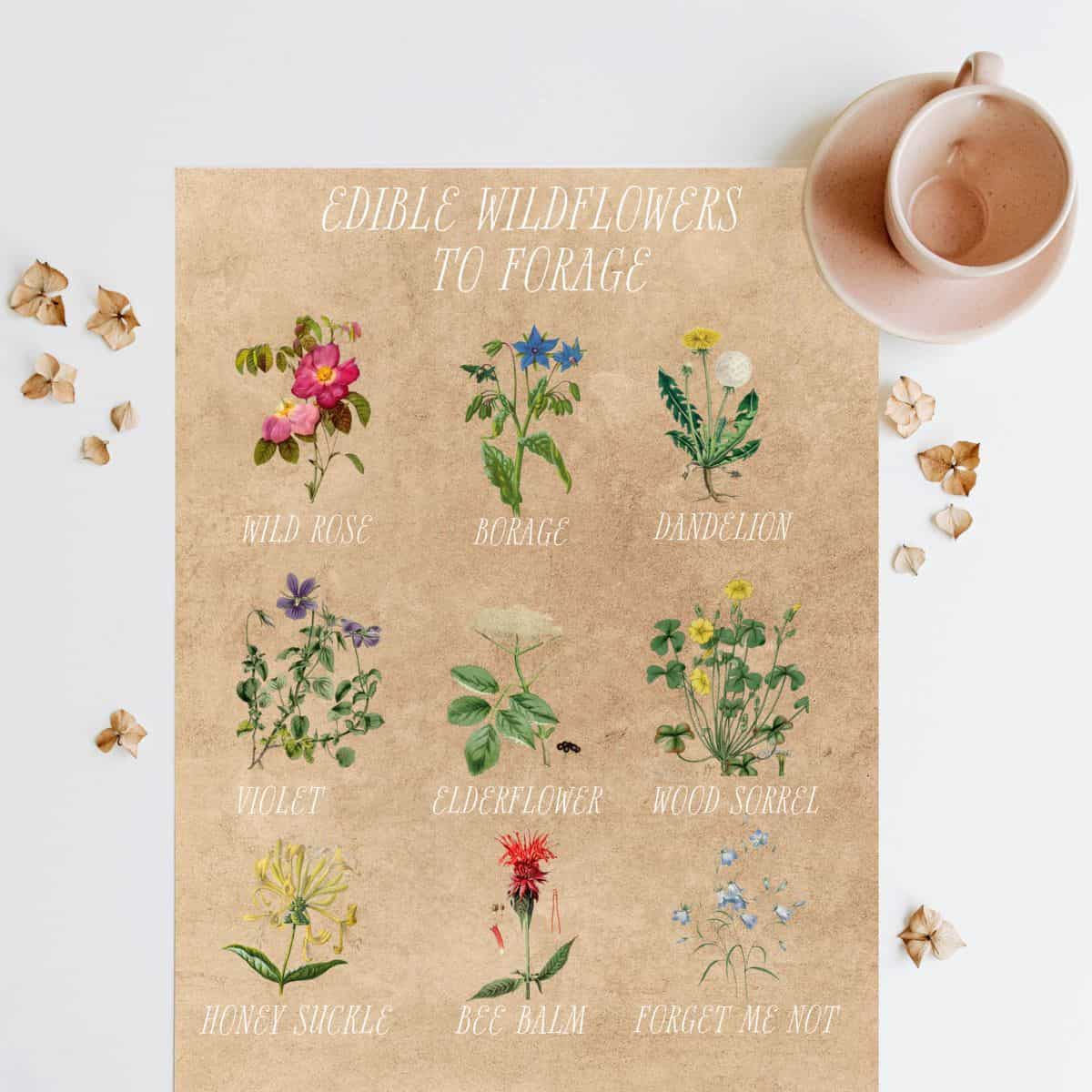 Edible Wildflowers to forage and where to find them