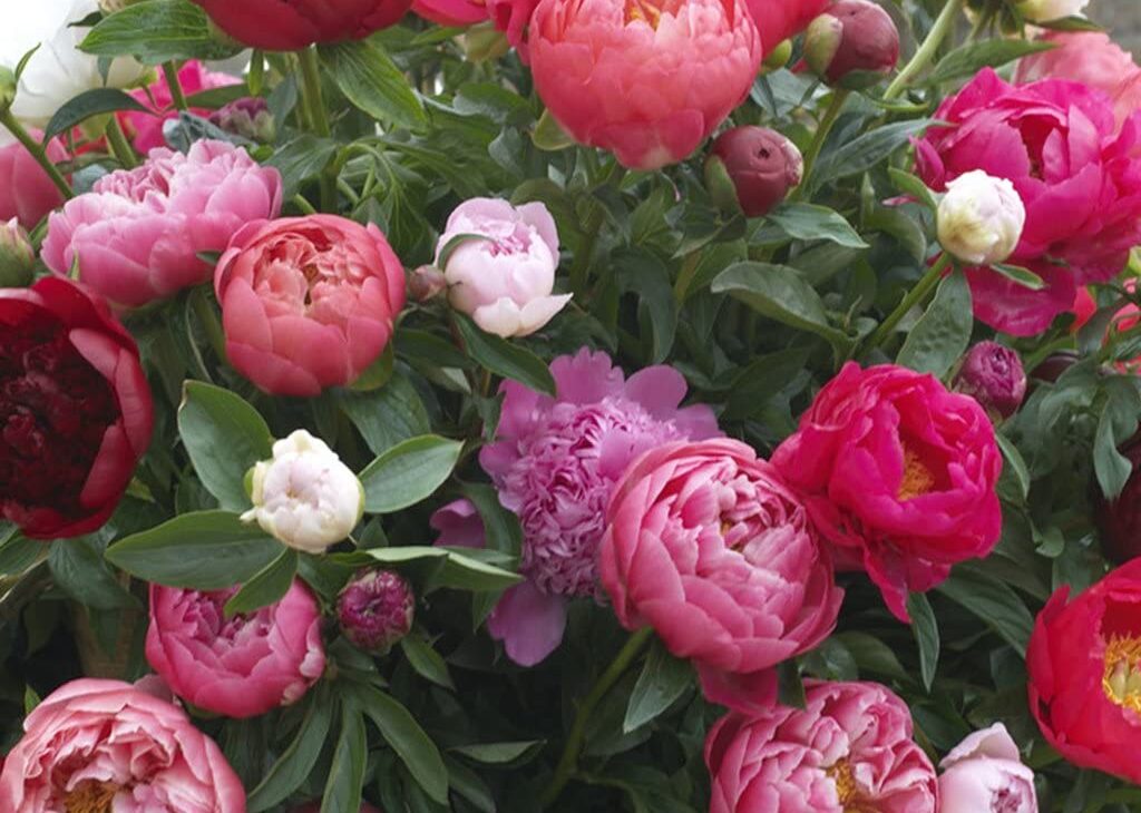 mixed varity of peonies roots mothers day