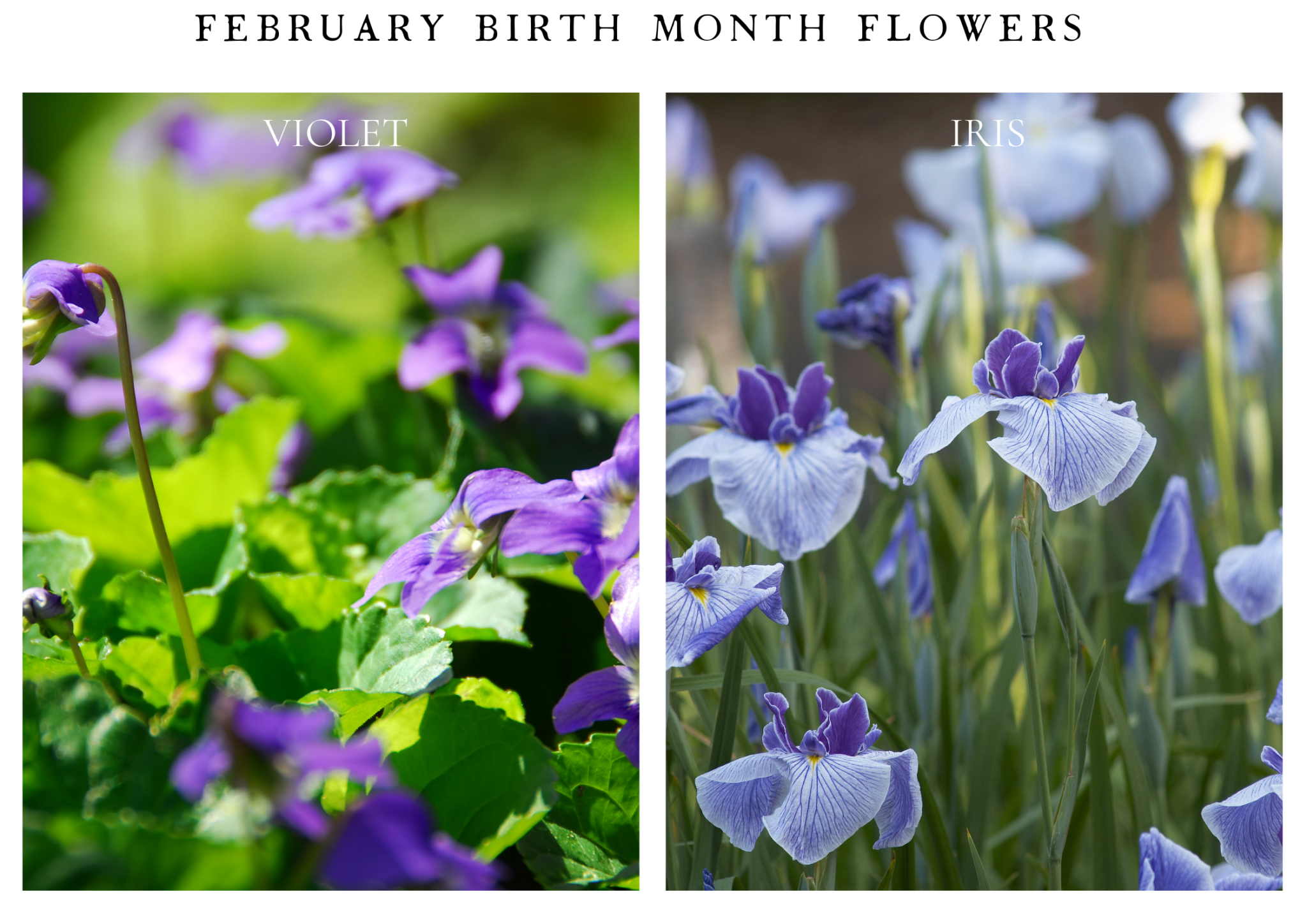 Birth Month Blooms & Their Symbolism - Frolic & Fare
