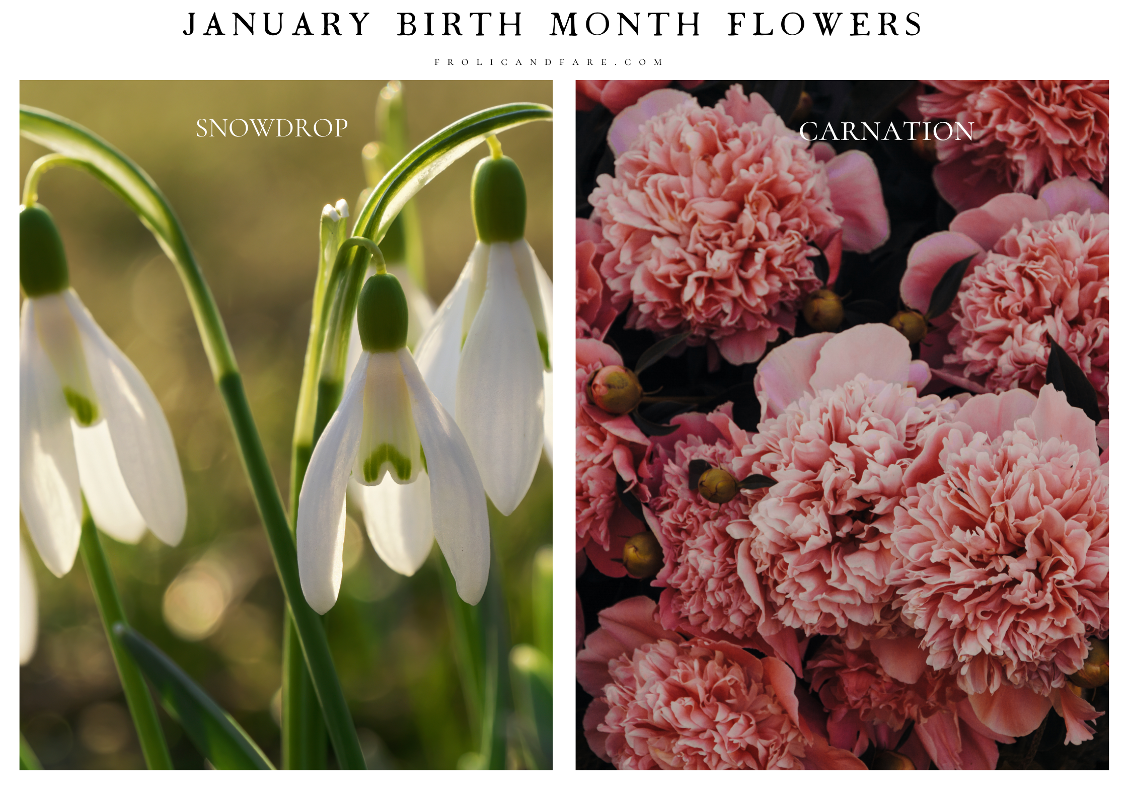 jan birth month flowers