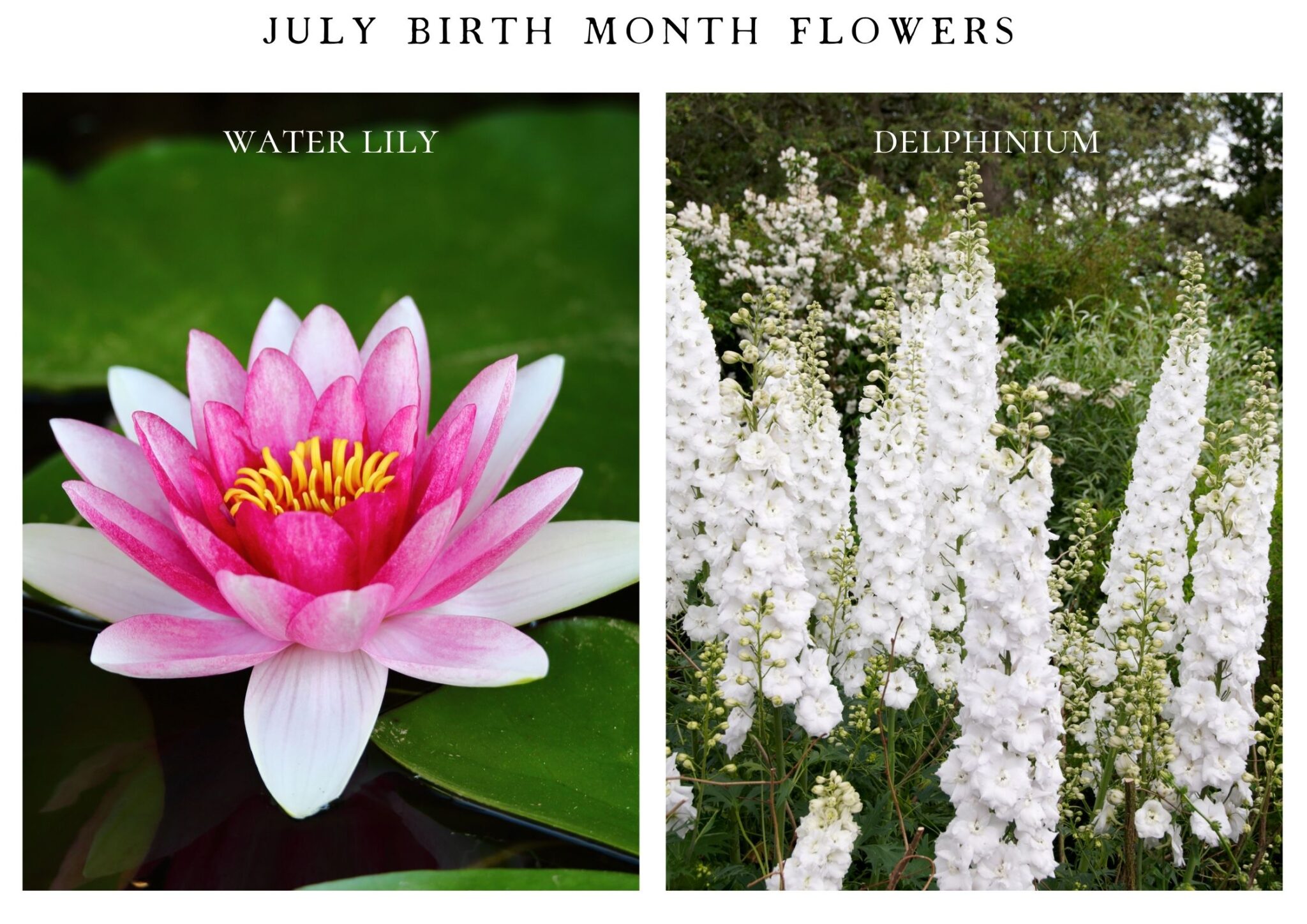Birth Month Blooms & Their Symbolism - Frolic & Fare