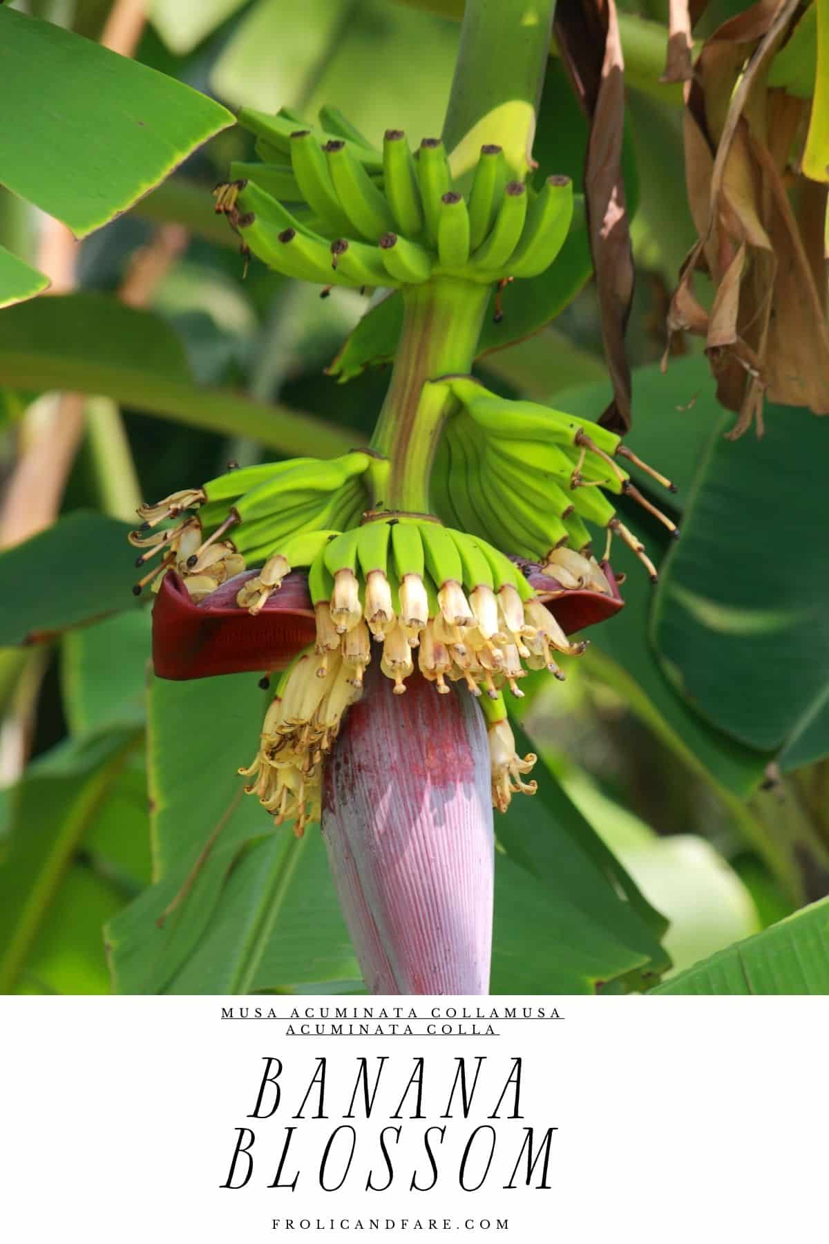 a banana plant with a flower