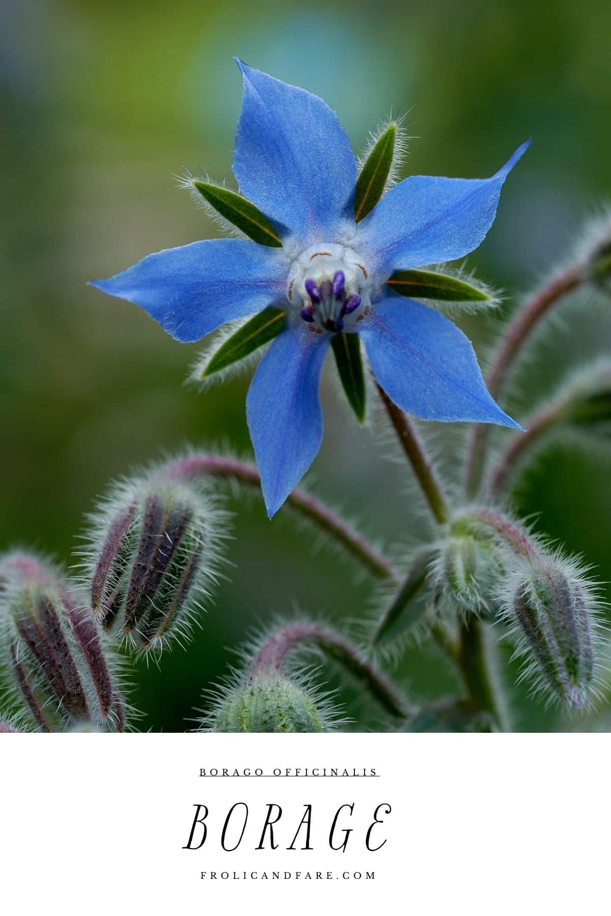 a close up of a flower