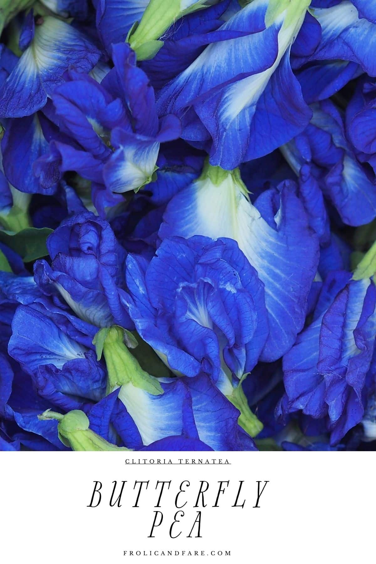 a close up of blue flowers