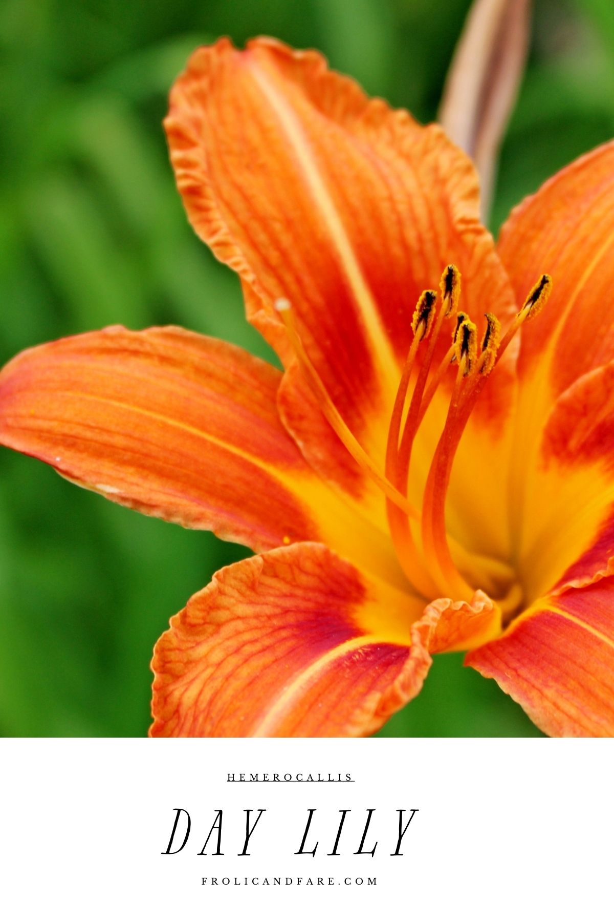 a close up of a flower