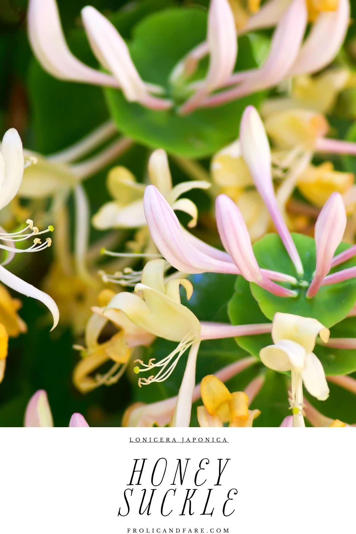 close up of a plant with flowers