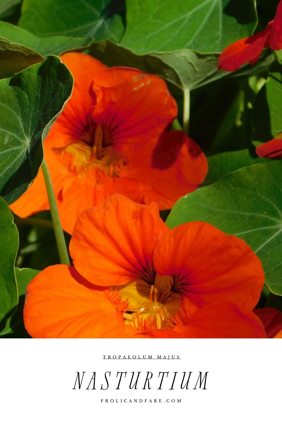 orange flowers with green leaves