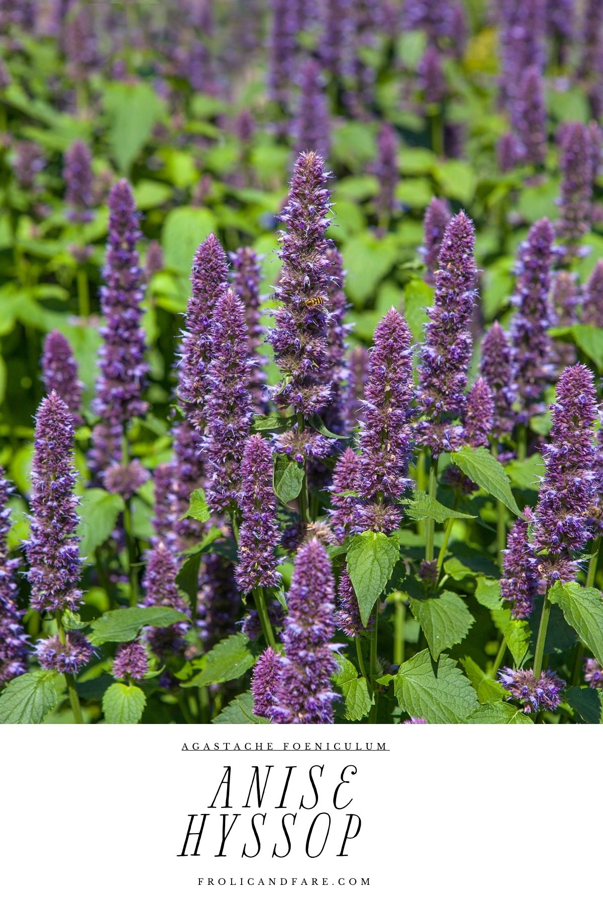 a group of purple flowers