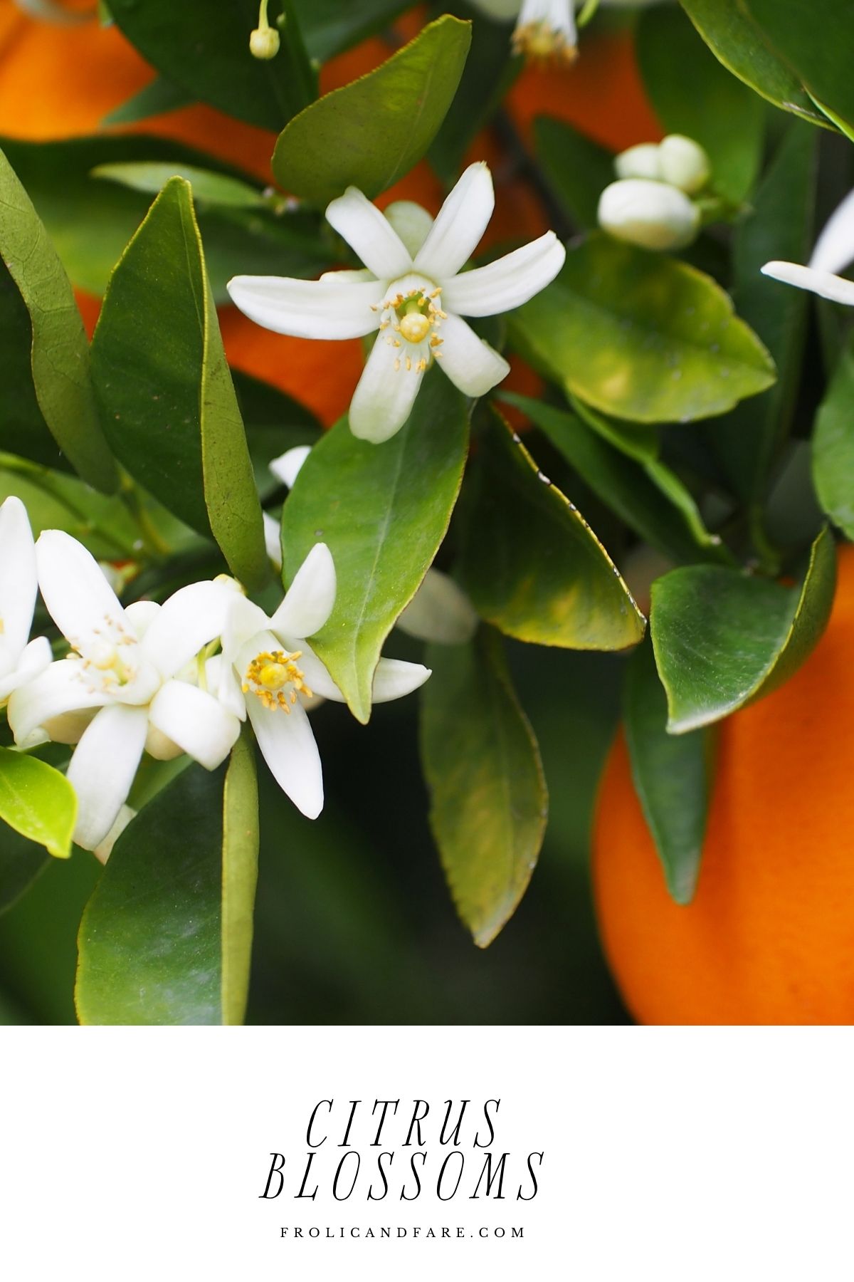 a close up of a plant