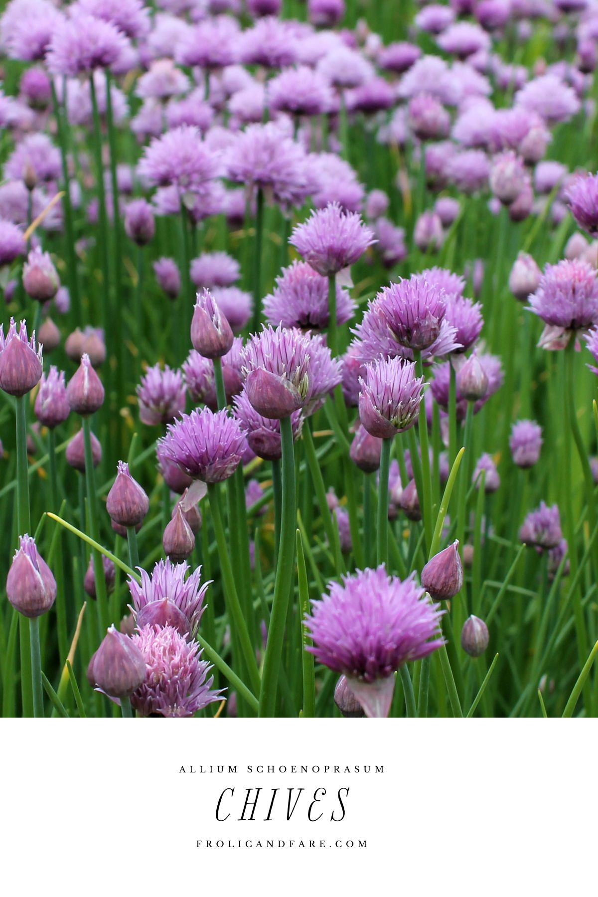 a group of purple flowers
