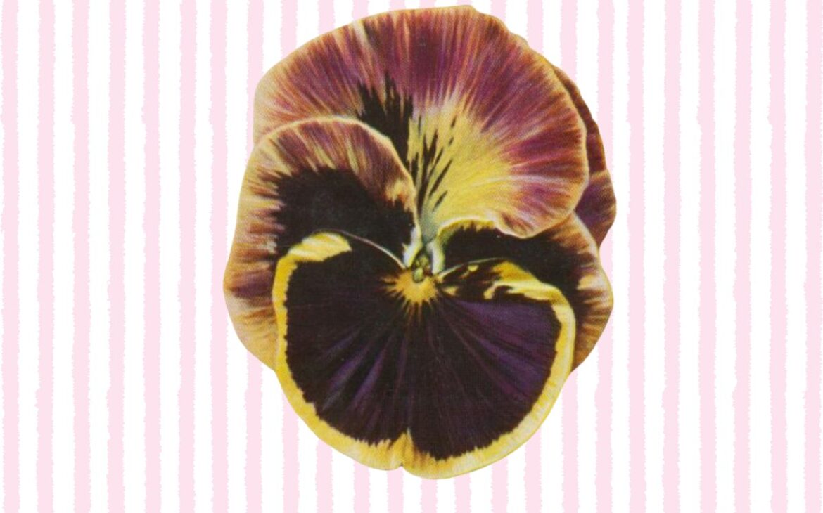 a close up of a flower