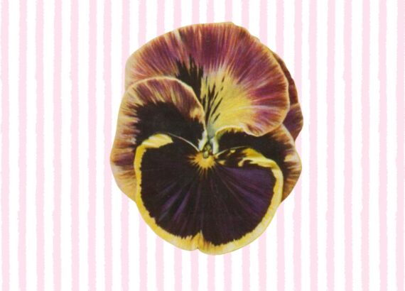 a close up of a flower
