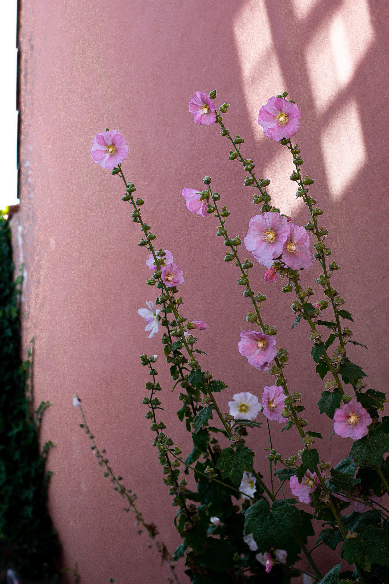 a group of pink flowers on a plant
